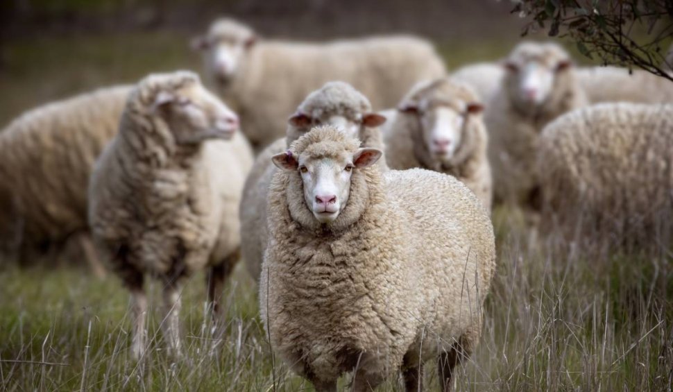 40 de oi, descoperite într-un apartament din Franța. Ovinele așteptau un final crud