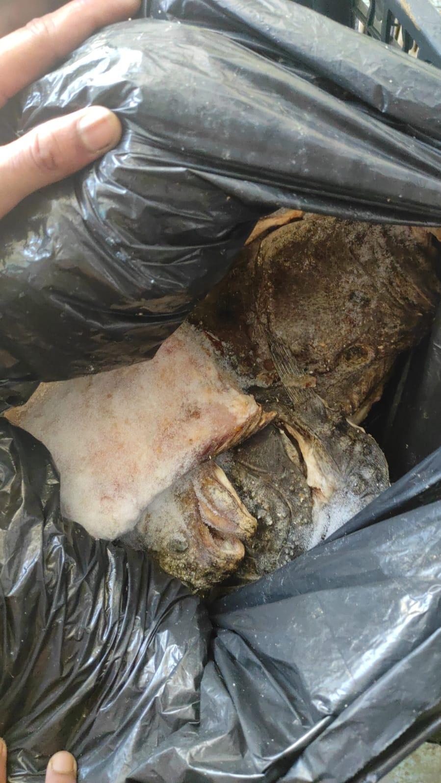 Cunoscut restaurant din Costinești, închis după ce s-au găsit gândaci, mizerie și produse expirate. Șeful ANPC: "Plus condiții de depozitare precare ale peștelui" 843093