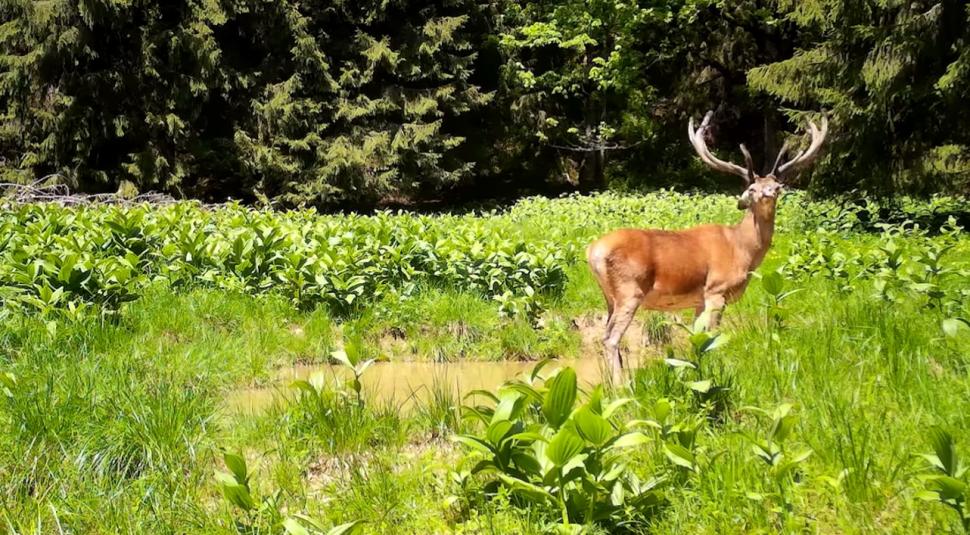 Imagini spectaculoase cu un cerb, surprins într-o pădure a Parcului Natural Apuseni din cadrul Romsilva  843386