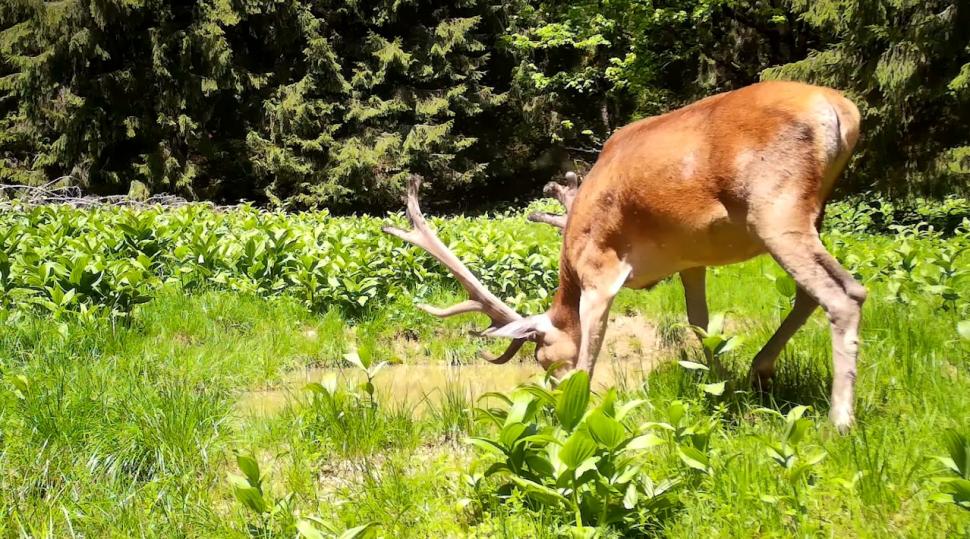 Imagini spectaculoase cu un cerb, surprins într-o pădure a Parcului Natural Apuseni din cadrul Romsilva  843387