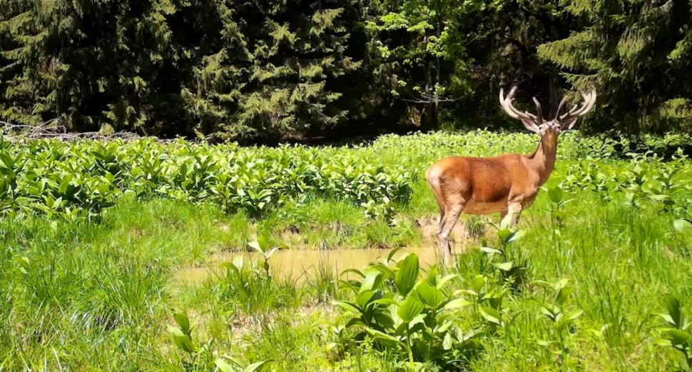 Imagini spectaculoase cu un cerb, surprins într-o pădure a Parcului Natural Apuseni din cadrul Romsilva  843388