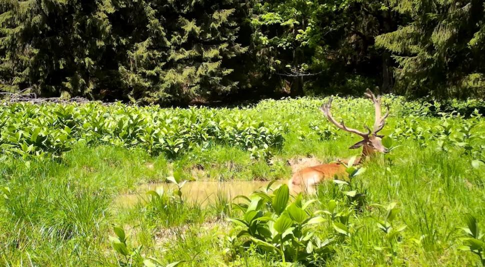 Imagini spectaculoase cu un cerb, surprins într-o pădure a Parcului Natural Apuseni din cadrul Romsilva  843389