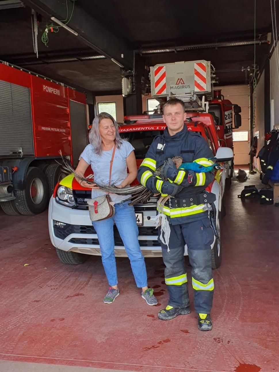 Misiune inedită a pompierilor din Timişoara | Cum a fost salvat un păun blocat între blocuri, într-un tunel îngust 843354