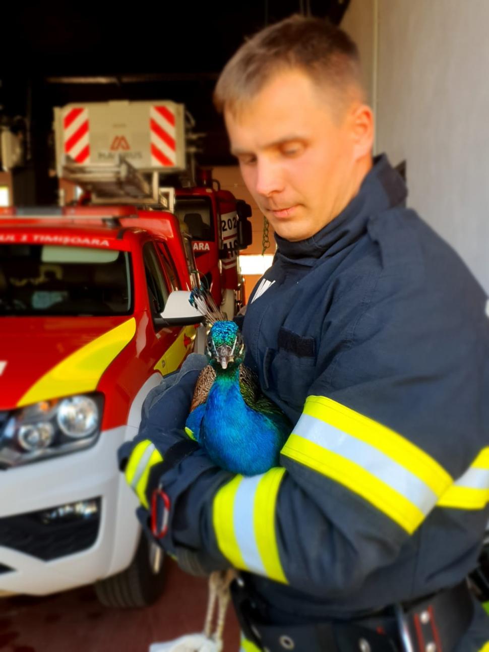 Misiune inedită a pompierilor din Timişoara | Cum a fost salvat un păun blocat între blocuri, într-un tunel îngust 843355