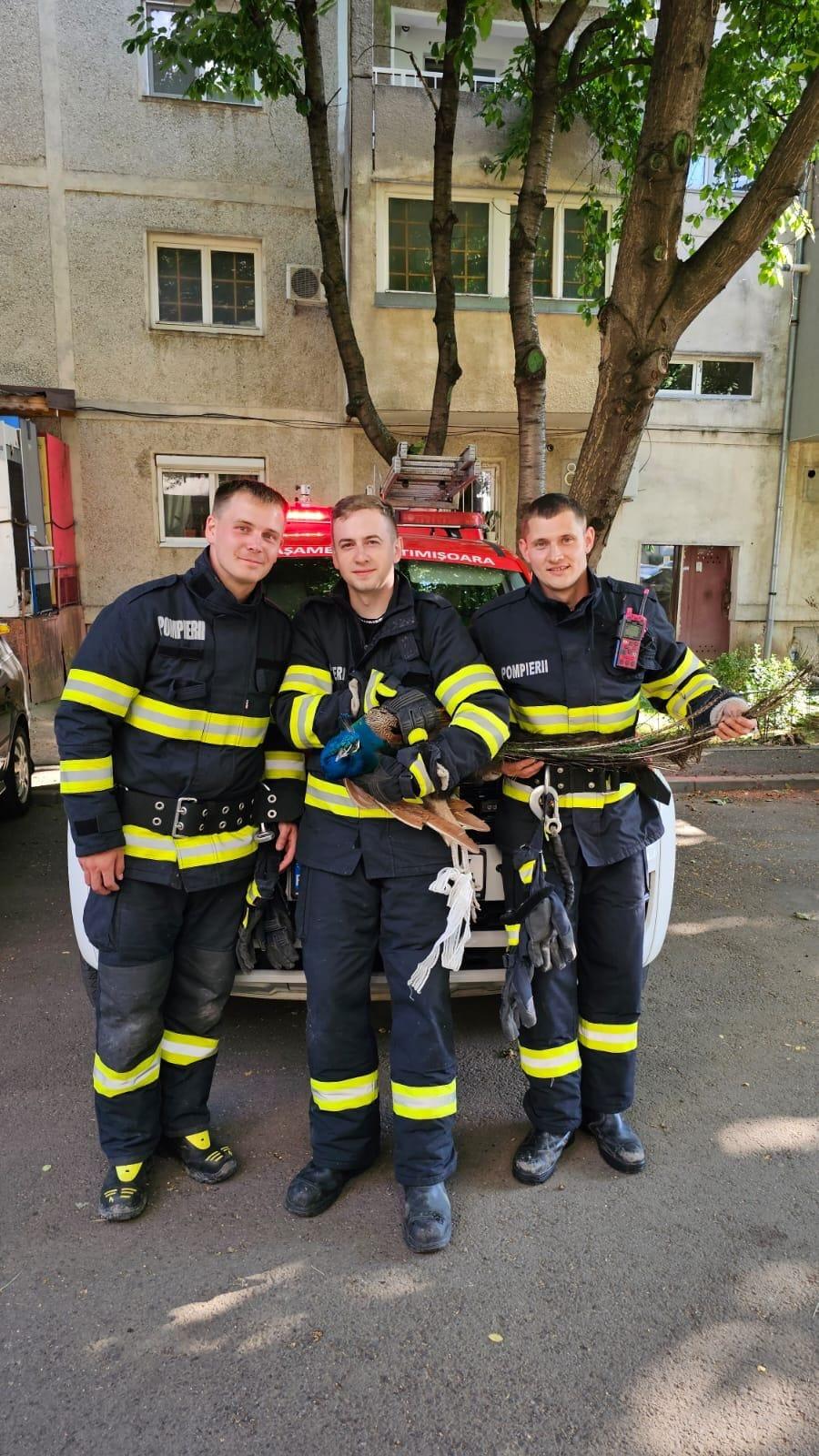 Misiune inedită a pompierilor din Timişoara | Cum a fost salvat un păun blocat între blocuri, într-un tunel îngust 843356