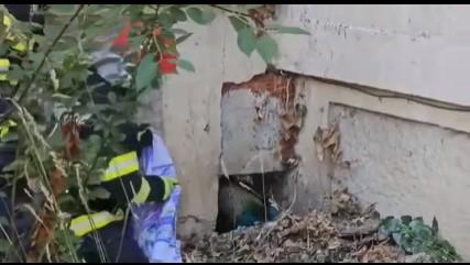 Misiune inedită a pompierilor din Timişoara | Cum a fost salvat un păun blocat între blocuri, într-un tunel îngust 843358