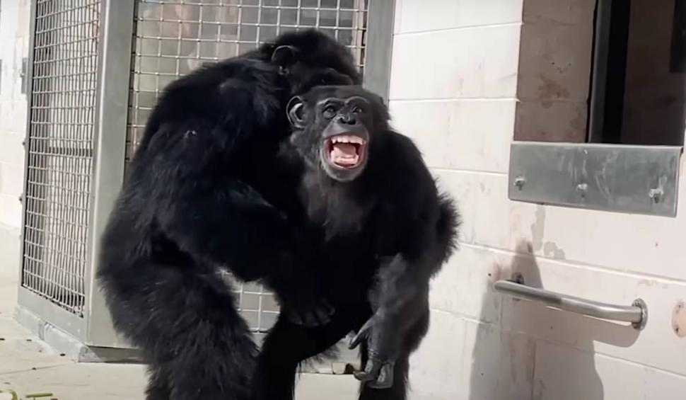 Reacția tulburătoare a unui cimpanzeu, ținut 29 de ani în laborator pentru teste, când vede cerul pentru prima dată 843262
