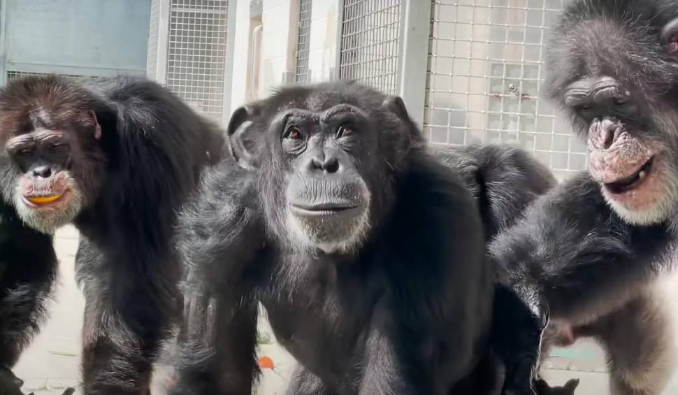 Reacția tulburătoare a unui cimpanzeu, ținut 29 de ani în laborator pentru teste, când vede cerul pentru prima dată 843265