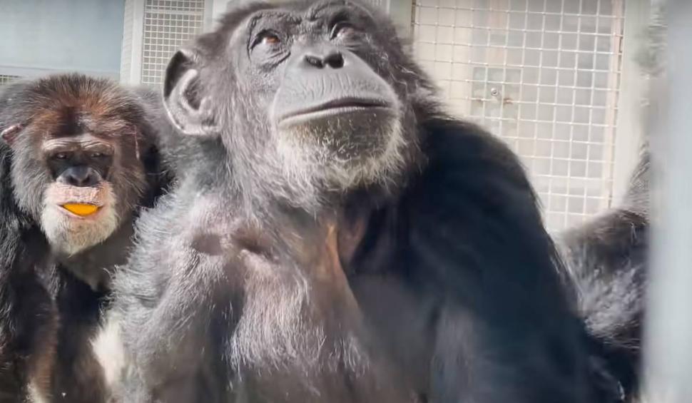 Reacția tulburătoare a unui cimpanzeu, ținut 29 de ani în laborator pentru teste, când vede cerul pentru prima dată 843266