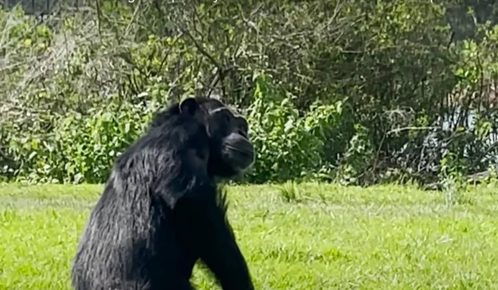 Reacția tulburătoare a unui cimpanzeu, ținut 29 de ani în laborator pentru teste, când vede cerul pentru prima dată 843267