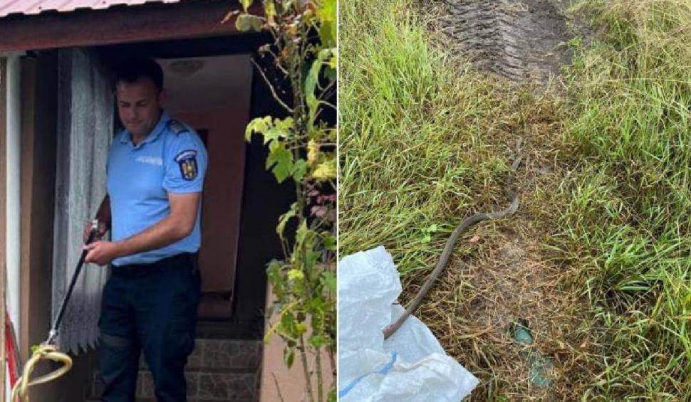 Șarpe, lung de un metru, găsit în spatele unei mașini de spălat, în Mehedinți. Jandarmii au intervenit 843323