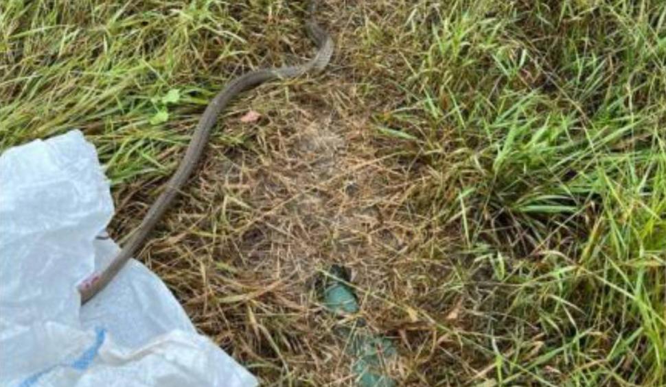 Șarpe, lung de un metru, găsit în spatele unei mașini de spălat, în Mehedinți. Jandarmii au intervenit 843324