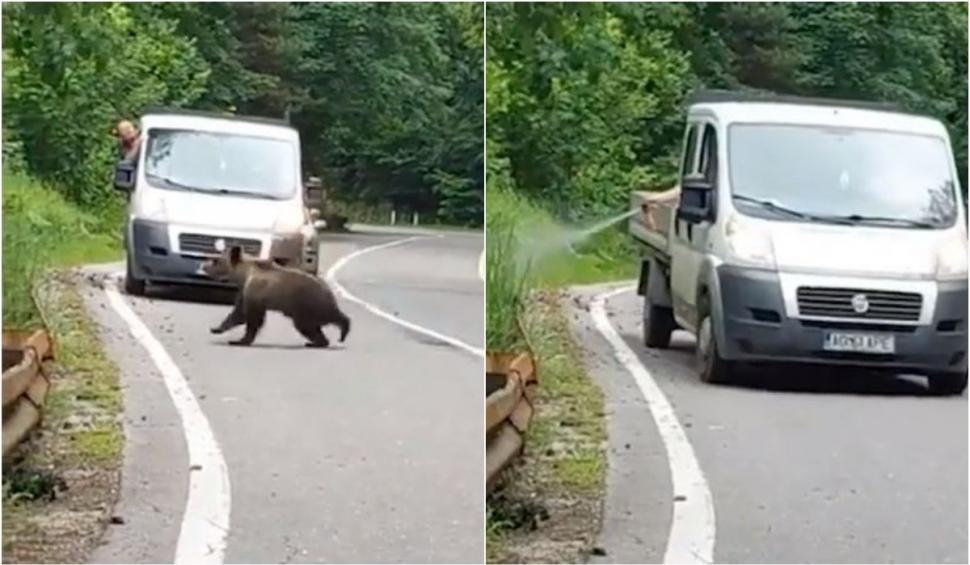 Imagini revoltătoare: Spray pulverizat în botul unui urs, pe Transfăgărăşan: "Pădurea este casa ursului. Este ca şi cum îi traversezi sufrageria" 843505