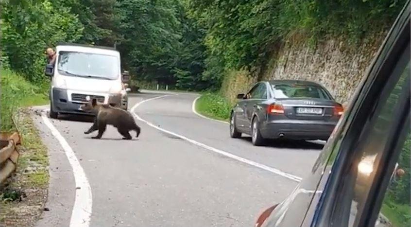 Imagini revoltătoare: Spray pulverizat în botul unui urs, pe Transfăgărăşan: "Pădurea este casa ursului. Este ca şi cum îi traversezi sufrageria" 843507