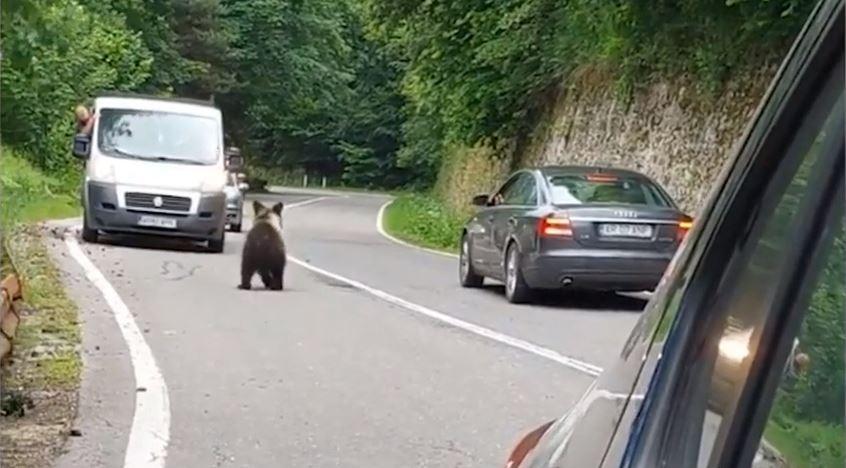 Imagini revoltătoare: Spray pulverizat în botul unui urs, pe Transfăgărăşan: "Pădurea este casa ursului. Este ca şi cum îi traversezi sufrageria" 843508