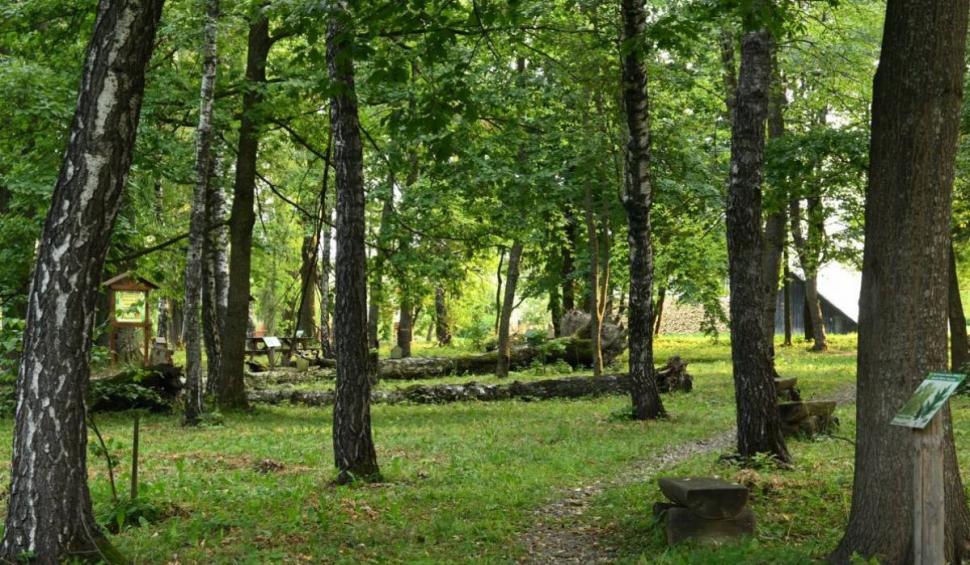 Pădurea din România, despre care se spune că ascunde un portal magic spre altă lume 843934