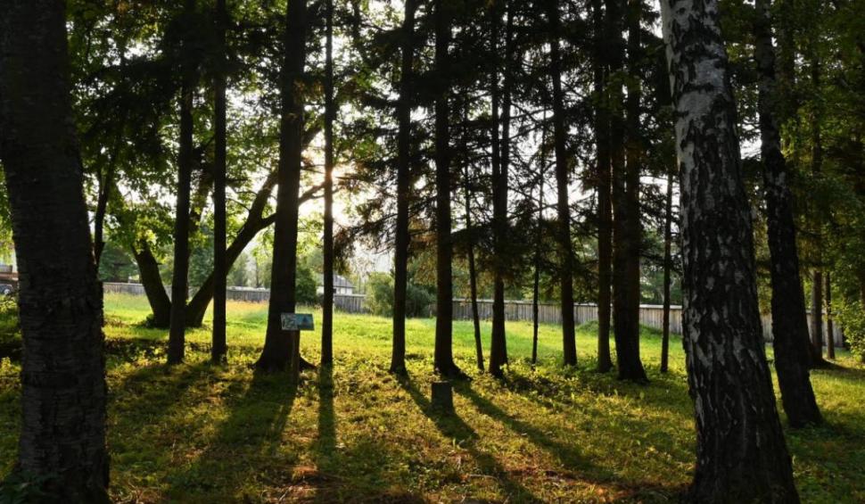 Pădurea din România, despre care se spune că ascunde un portal magic spre altă lume 843935