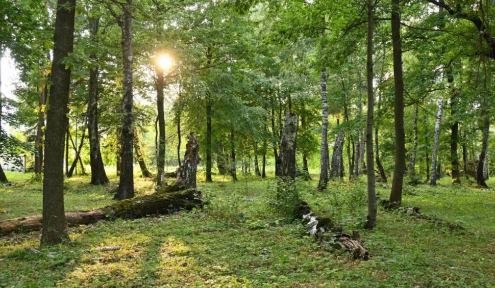 Pădurea din România, despre care se spune că ascunde un portal magic spre altă lume