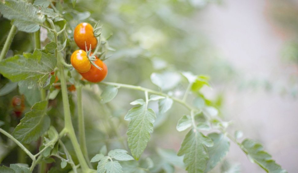 Perioada de valorificare a tomatelor, prelungită cu 15 zile | Noul termen limită pentru depunerea documentelor