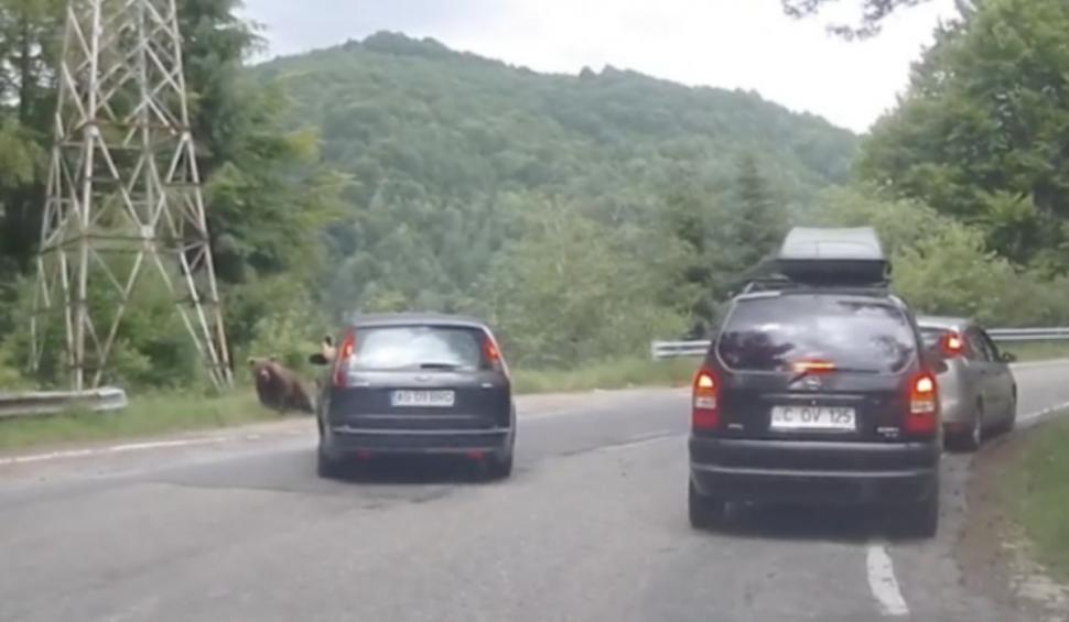 Un șofer din Argeș a încercat să lovească o ursoaică cu pui, cu mașina, pe Transfăgărășan. Cu o mână pe volan, cu cealaltă filma 844071