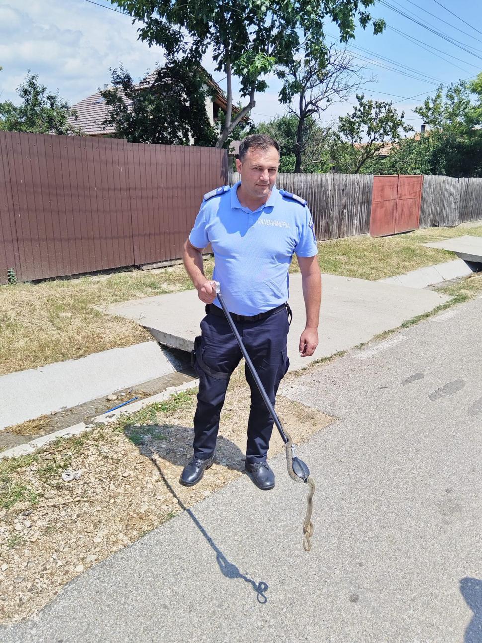 Gospodării invadate de șerpi în Mehedinți. Au intervenit jandarmii 844232