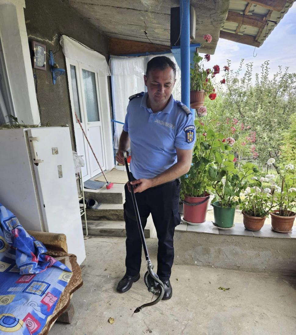 Gospodării invadate de șerpi în Mehedinți. Au intervenit jandarmii 844233