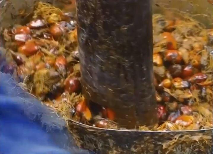 ”Este cel puțin îngrijorător” | Uleiul de palmier, pericolul nevăzut din alimente. Ce spun specialiștii 844178