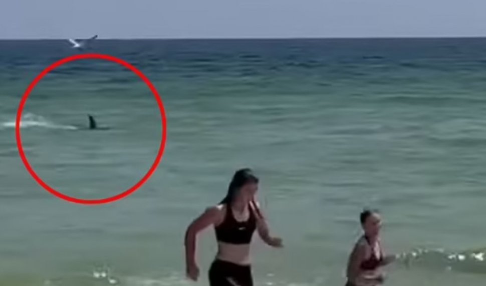 Un rechin uriaș a fost văzut aproape de mal, pe o plajă aglomerată. Momentul terifiant a fost filmat