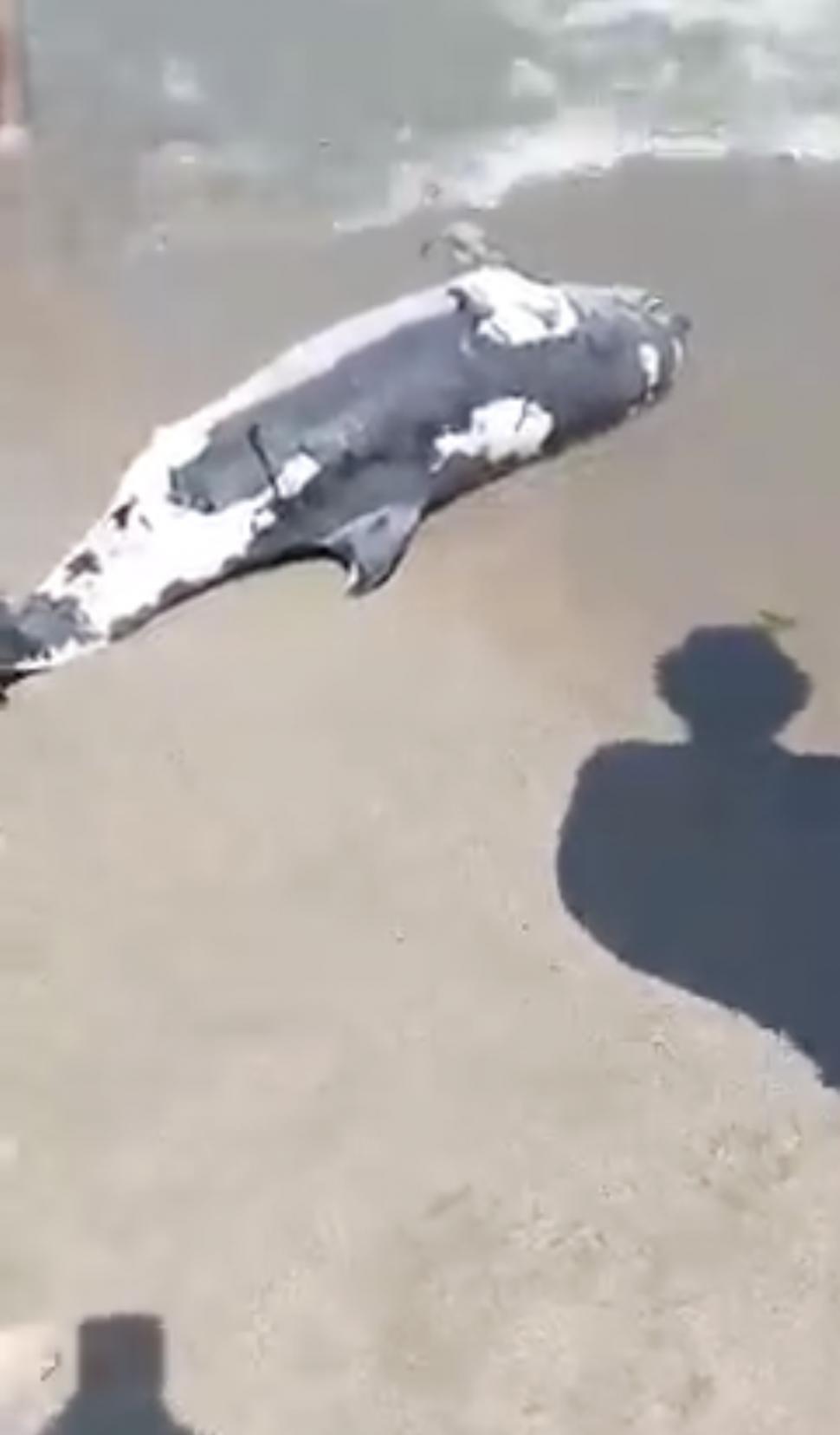 Un delfin a eşuat pe plaja din Neptun, unde a murit. Cadavrul mamiferului a zăcut câteva ore printre turiști 844783