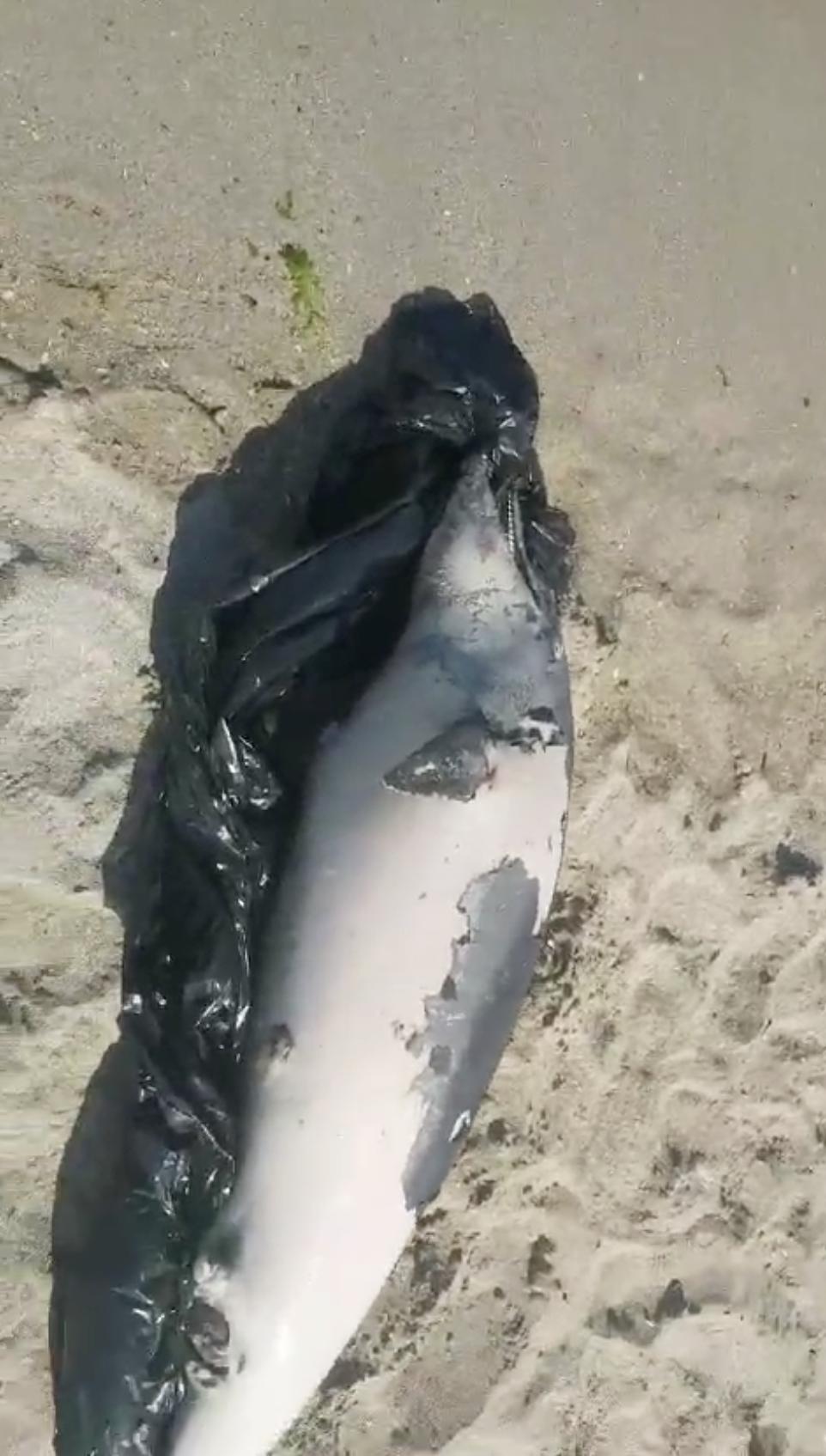 Un delfin a eşuat pe plaja din Neptun, unde a murit. Cadavrul mamiferului a zăcut câteva ore printre turiști 844784