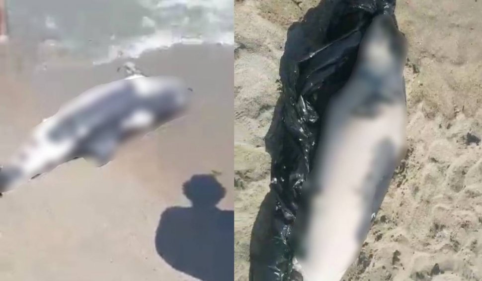 Un delfin a eşuat pe plaja din Neptun, unde a murit. Cadavrul mamiferului a zăcut câteva ore printre turiști