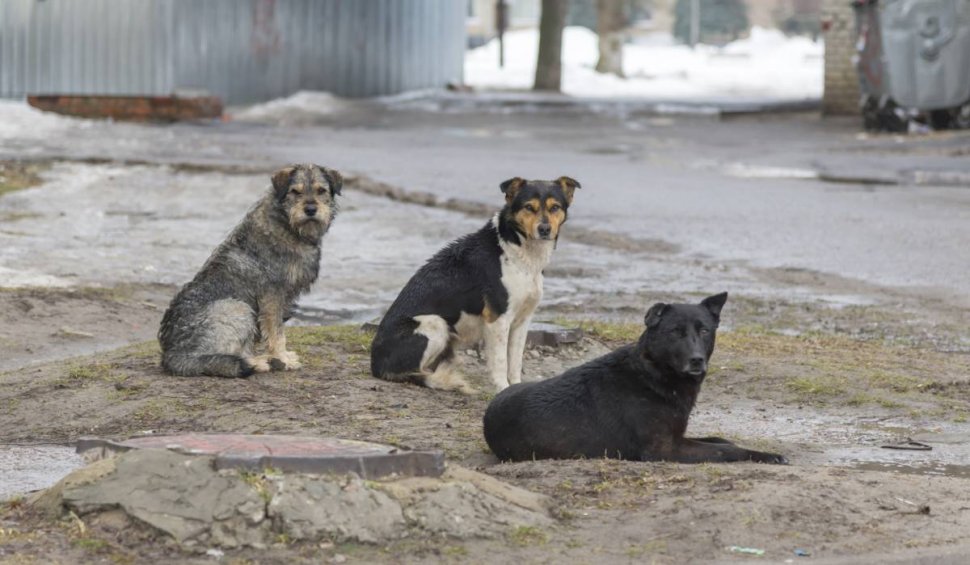 "Foarte grav. Seara nu ai curaj să ieşi pe stradă". Oamenii din Orşova, terorizaţi de câinii fără stăpân | 12 oameni au ajuns la spital