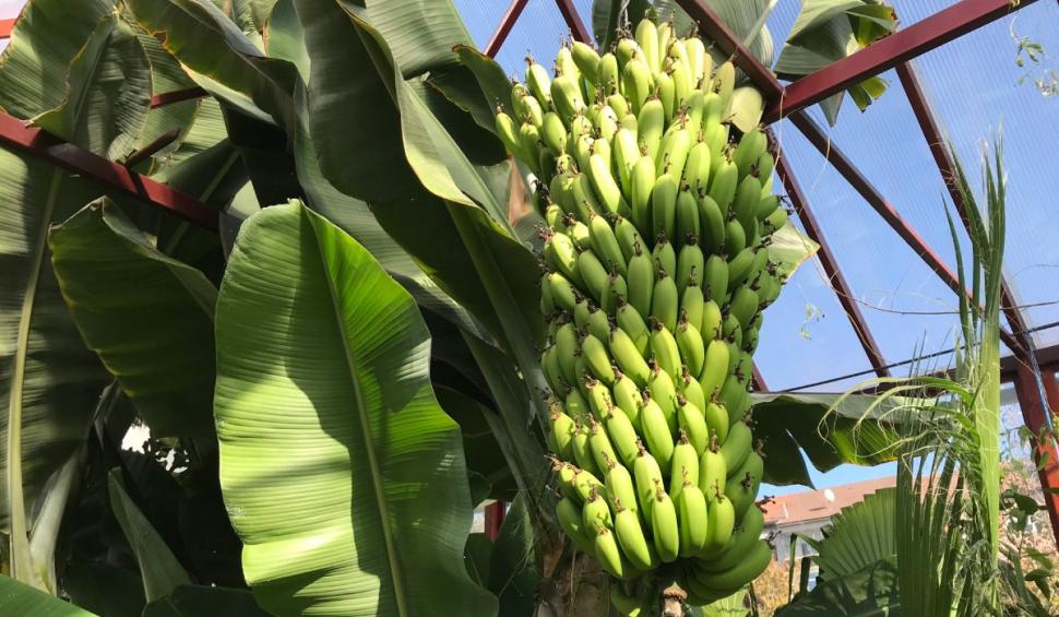 Bananele de Alba Iulia, la a treia recoltă. Domnul Nelu a dat lovitura cu "sera minune" 845842