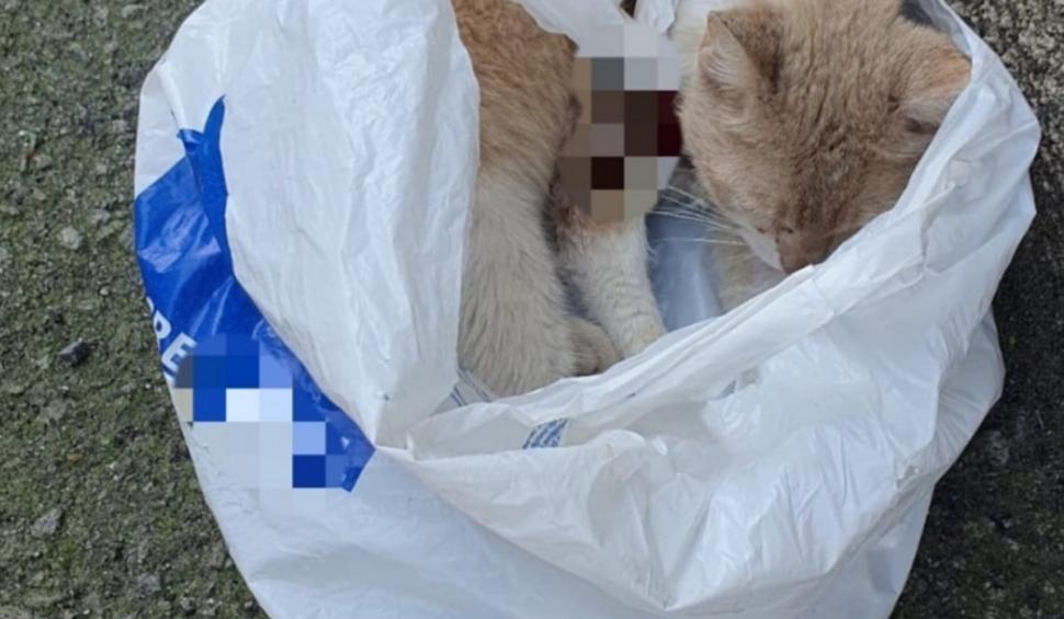 O femeie a primit o amendă usturătoare după ce a abandonat o pisică rănită, în Reșița 846002