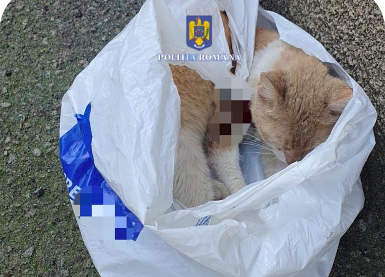 O femeie a primit o amendă usturătoare după ce a abandonat o pisică rănită, în Reșița 846019