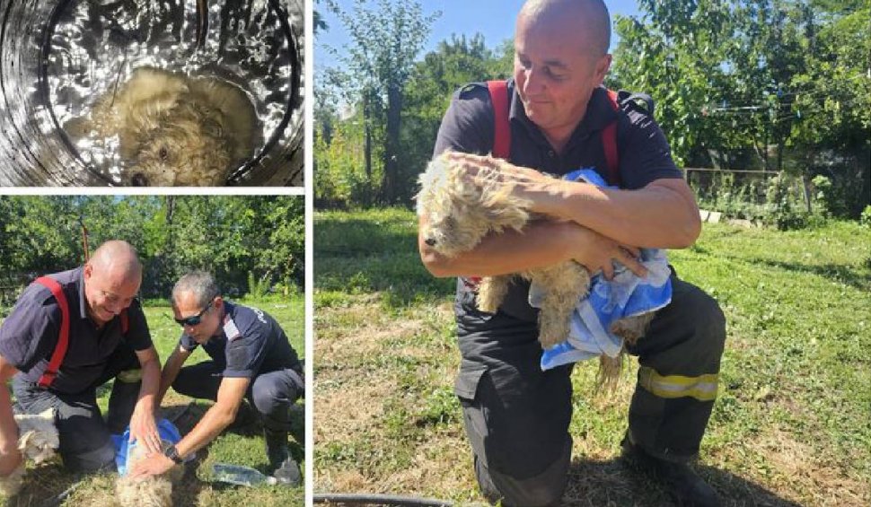 Operațiune de salvare contra cronometru a ISU Iași: Un căţel a căzut într-o fântână de 10 metri | ”Hipotermia se instalase”