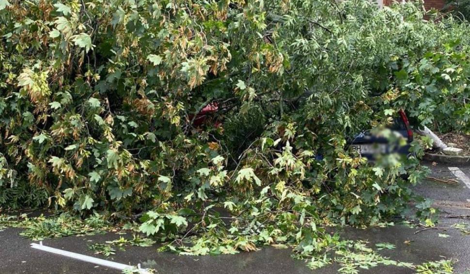 Imagini cu urgia care a lovit vestul țării: Peste 80 de apeluri la ISU, copaci căzuți peste mașini și străzi inundate 846181