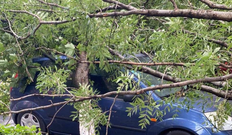 Imagini cu urgia care a lovit vestul țării: Peste 80 de apeluri la ISU, copaci căzuți peste mașini și străzi inundate 846182