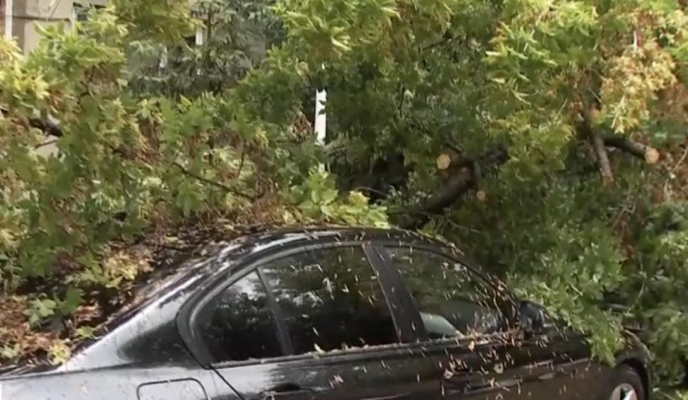 Copaci căzuți peste mașini, linii de autobuz și tramvai blocate, la prima oră, după o furtună puternică în București și Ilfov 846452