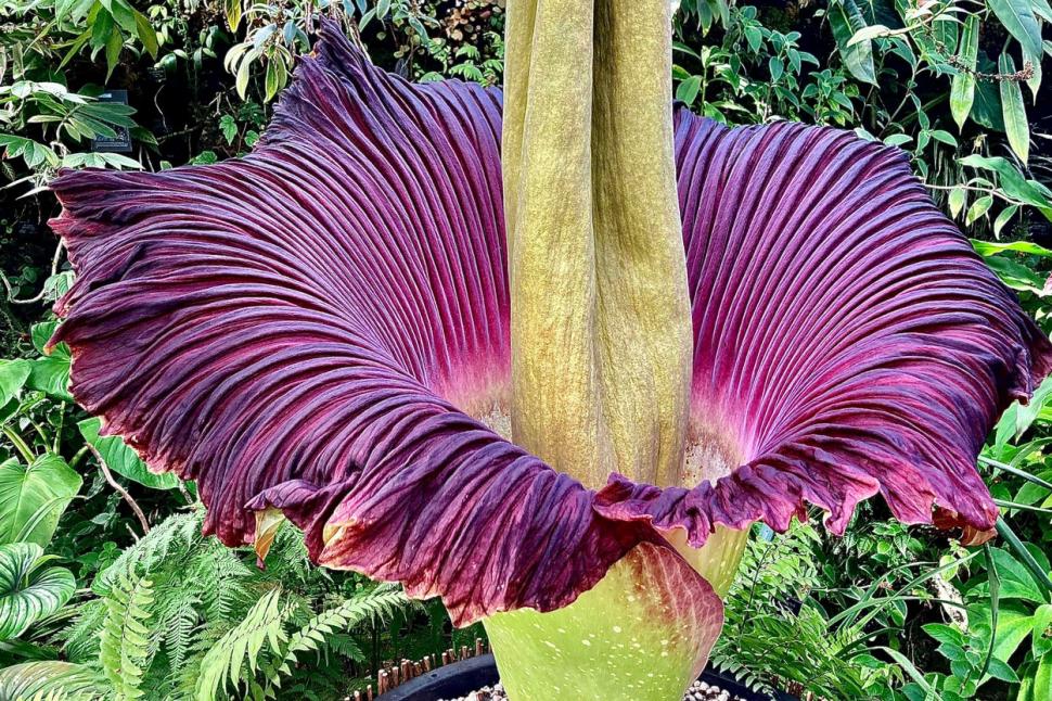 A înflorit planta care miroase a cadavre. Mii de oameni s-au înghesuit să o vadă și să o fotografieze, în Seattle 846627