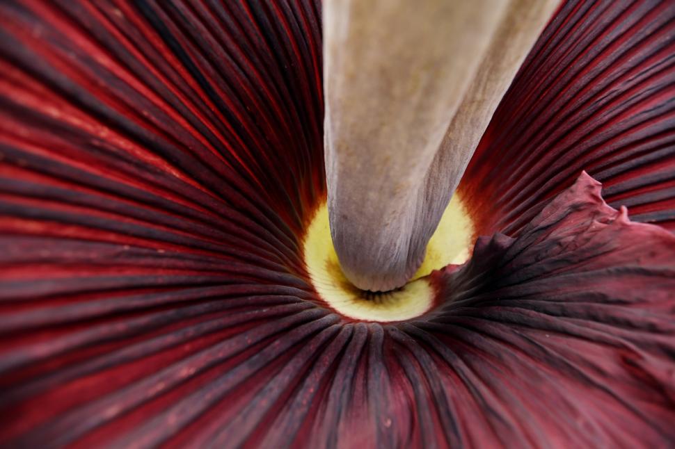 A înflorit planta care miroase a cadavre. Mii de oameni s-au înghesuit să o vadă și să o fotografieze, în Seattle 846640