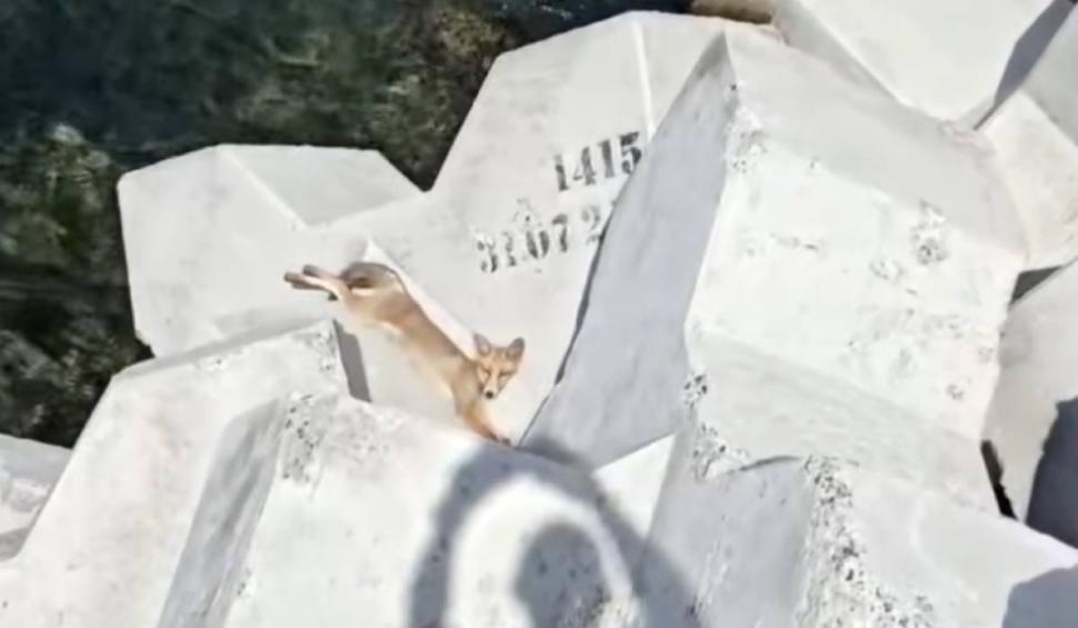 O vulpe a fost filmată în timp ce se relaxa pe plaja de la Eforie Nord: "Ca tot omul, doar e vară" 846703