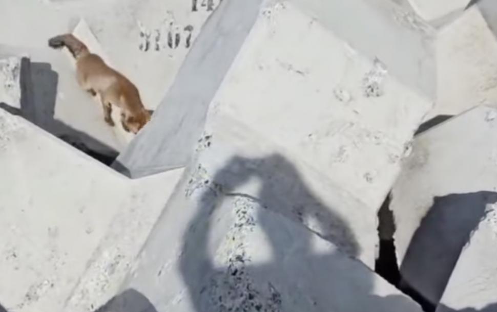 O vulpe a fost filmată în timp ce se relaxa pe plaja de la Eforie Nord: "Ca tot omul, doar e vară" 846705