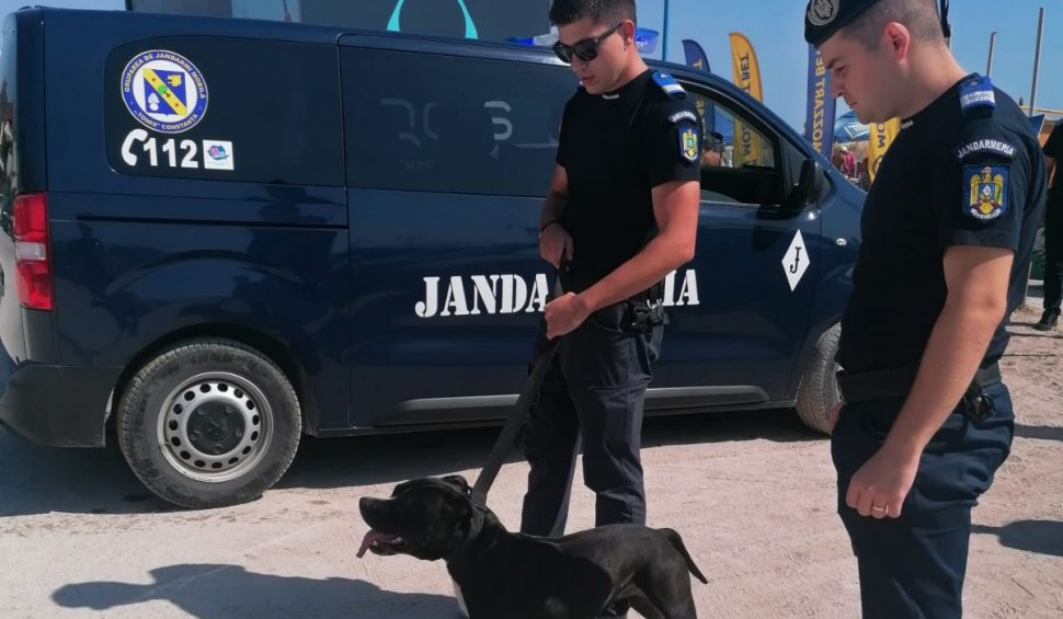 ”Proprietarul trebuie tras la răspundere” Câine potențial agresiv, capturat de jandarmi în Vama Veche. Turiștii speriați au alertat autoritățile