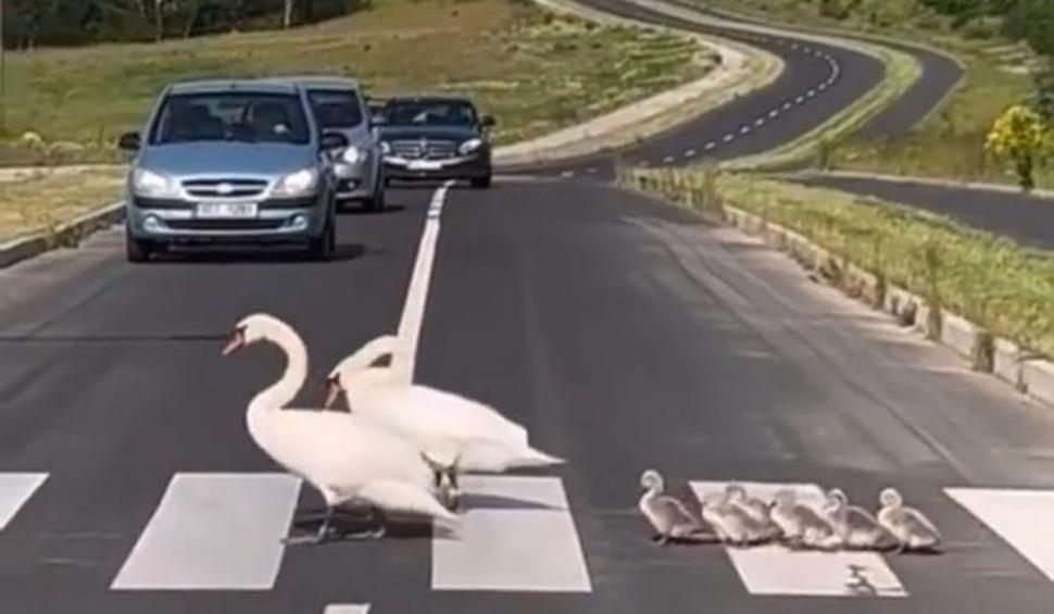 ”Un moment unic, emoționant! Felicitări și respect șoferilor!” Două lebede, surprinse traversând strada pe trecerea de pietoni, împreună cu puii lor, pe o șosea din România