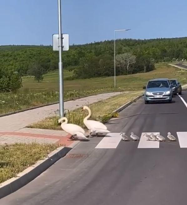 ”Un moment unic, emoționant! Felicitări și respect șoferilor!” Două lebede, surprinse traversând strada pe trecerea de pietoni, împreună cu puii lor, pe o șosea din România 847103