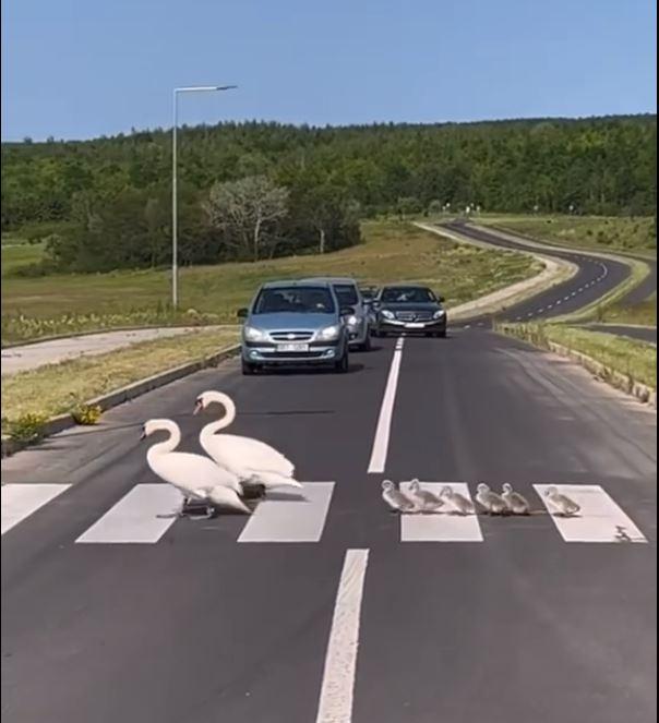 ”Un moment unic, emoționant! Felicitări și respect șoferilor!” Două lebede, surprinse traversând strada pe trecerea de pietoni, împreună cu puii lor, pe o șosea din România 847104