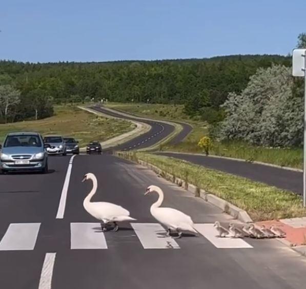”Un moment unic, emoționant! Felicitări și respect șoferilor!” Două lebede, surprinse traversând strada pe trecerea de pietoni, împreună cu puii lor, pe o șosea din România 847105