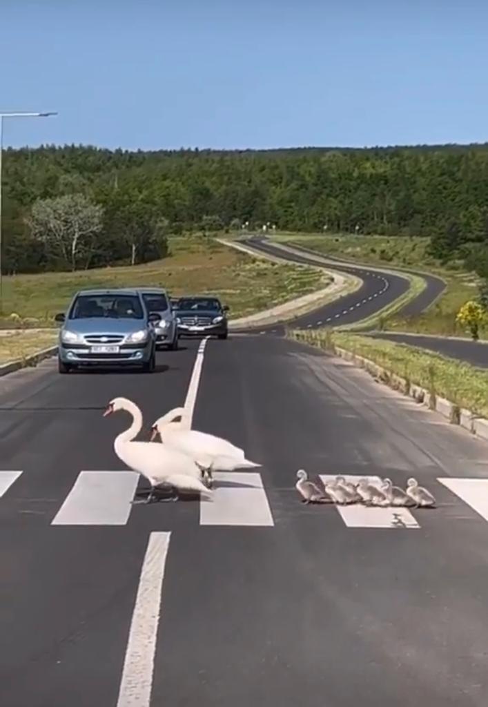 ”Un moment unic, emoționant! Felicitări și respect șoferilor!” Două lebede, surprinse traversând strada pe trecerea de pietoni, împreună cu puii lor, pe o șosea din România 847107