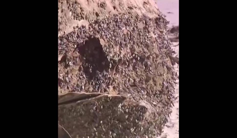 Descoperire misterioasă pe plajă! Un obiect metalic, neidentificat, a fost găsit în Australia. Se consideră că este periculos 847036